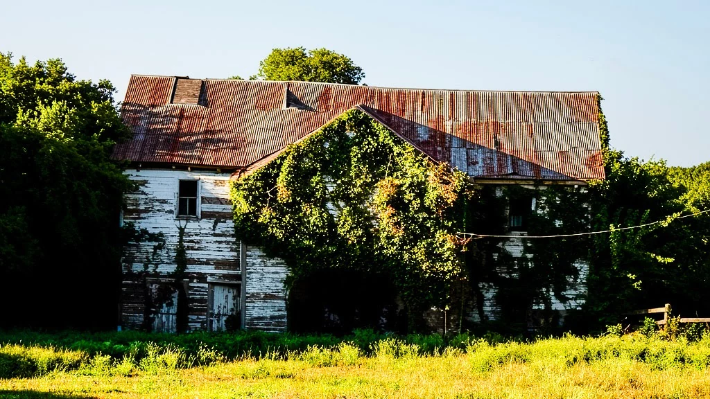 Weathered barn surrounded by bright green spring growth