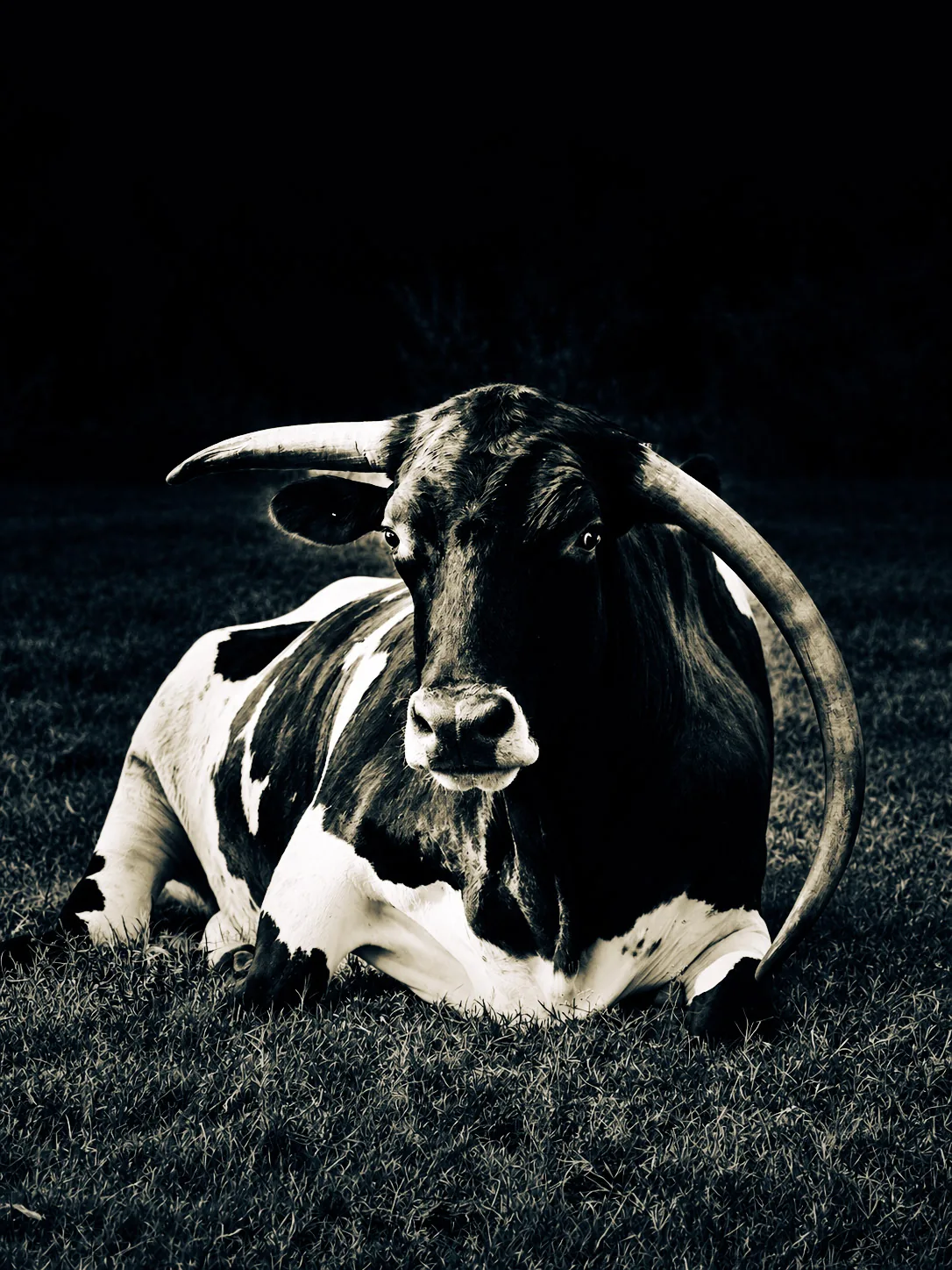 Black-and-white close-up portrait of a cow against a dark background.